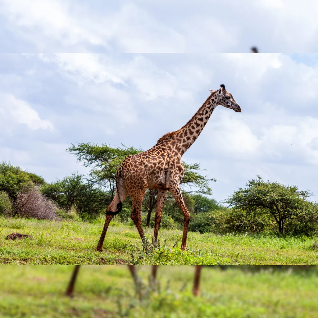 South Africa